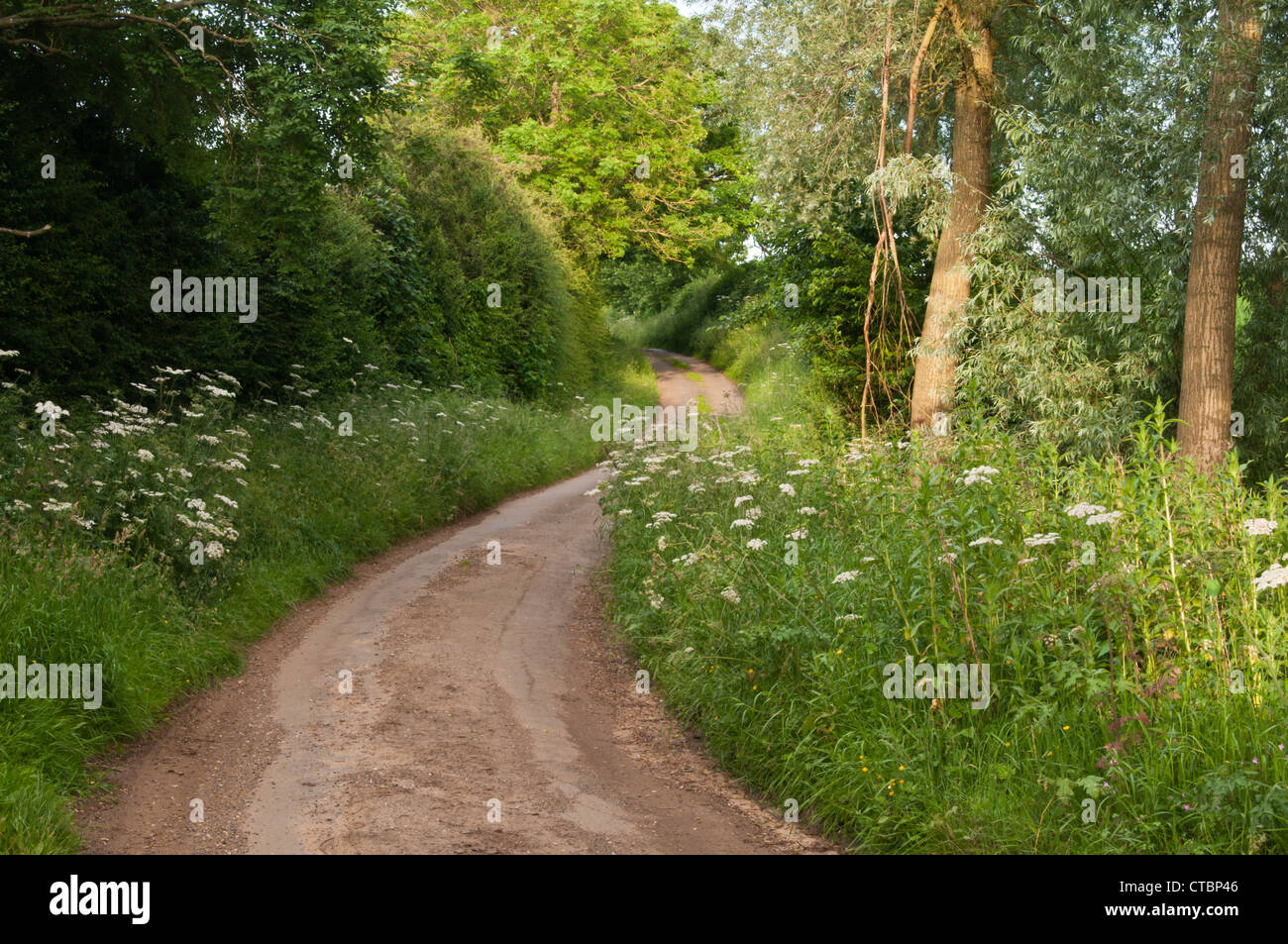 Ein schmalen Feldweg schlängelt sich auf einem steilen Hügel, flankiert von Hecke Pflanzen an einem Sommerabend in der Nähe von Coton, Northamptonshire, England Stockfoto