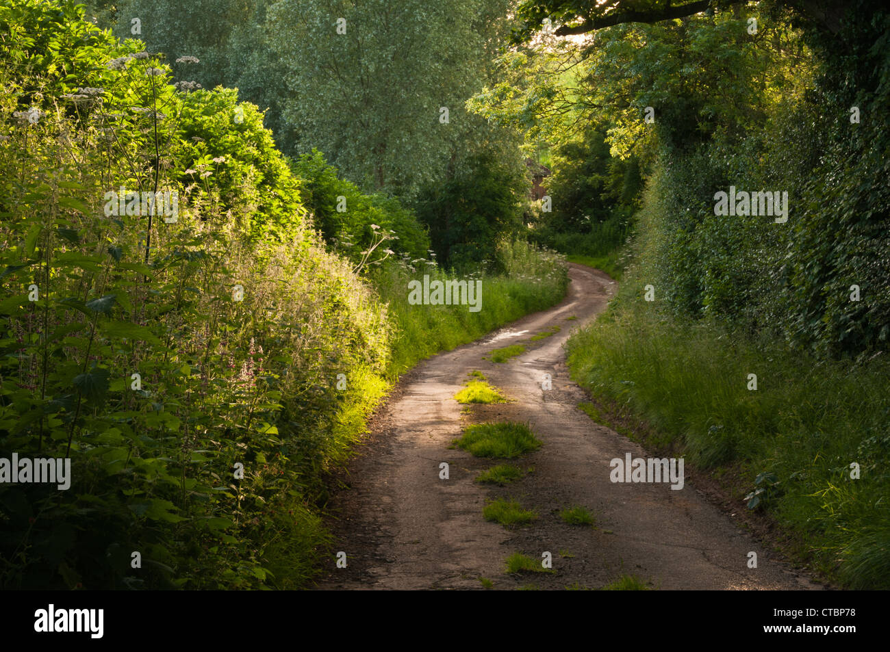 Eine schmale, wenig befahrene, kurvenreichen Landstraßen umgeben von hohen Hecken, steigt einen steilen Hügel in der Nähe von Coton, Northamptonshire, England Stockfoto