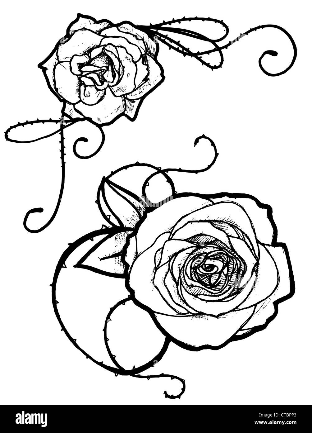 Zwei hand gezeichnete Rosen Stockfotografie - Alamy