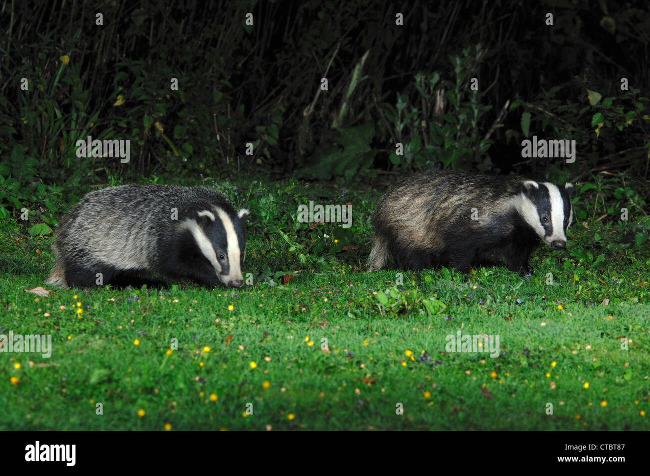 Dachs rasen -Fotos und -Bildmaterial in hoher Auflösung – Alamy