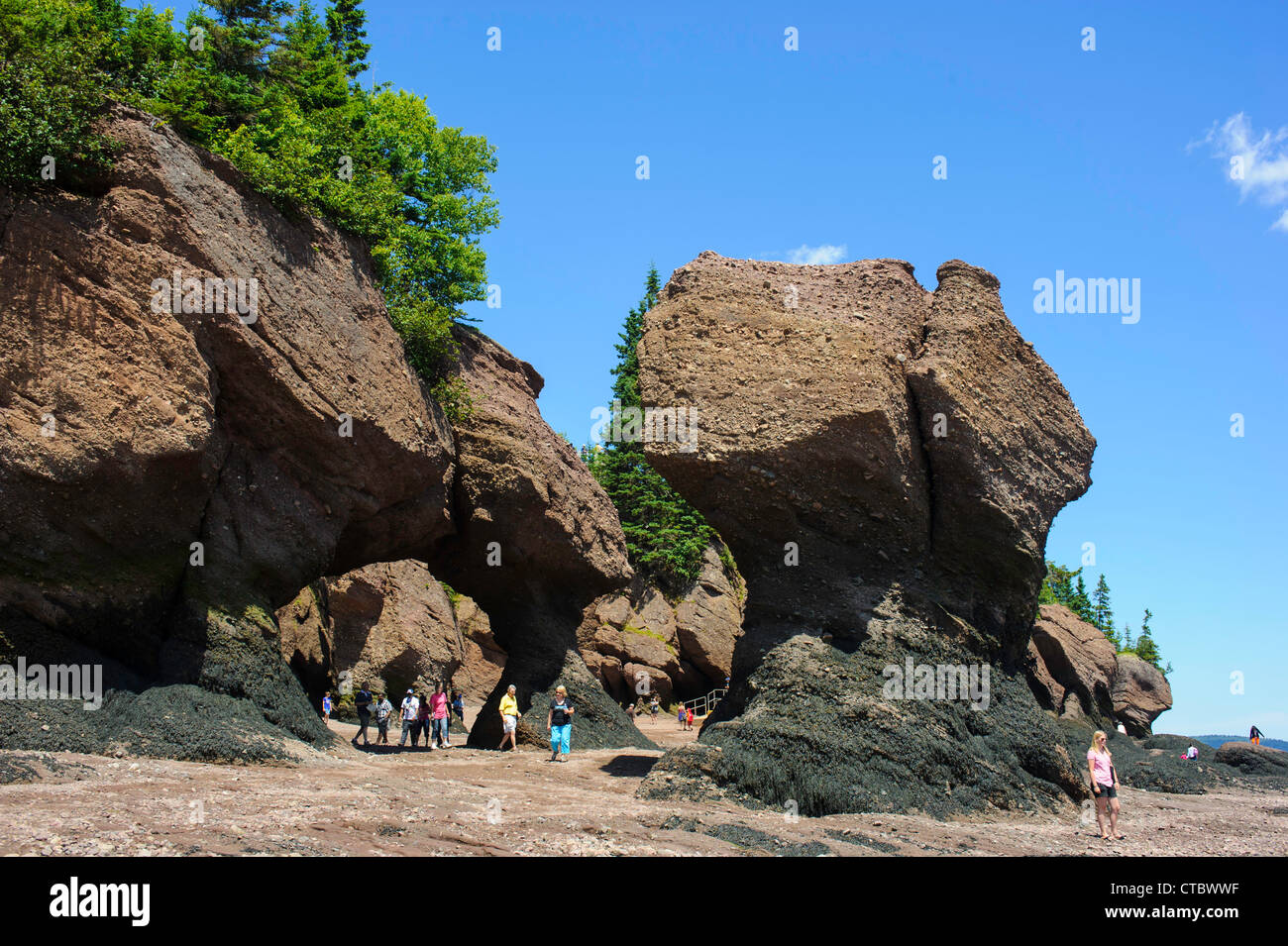 Hopewell Rocks auf der Bay Of Fundy bei Ebbe in New Brunswick, Kanada Stockfoto