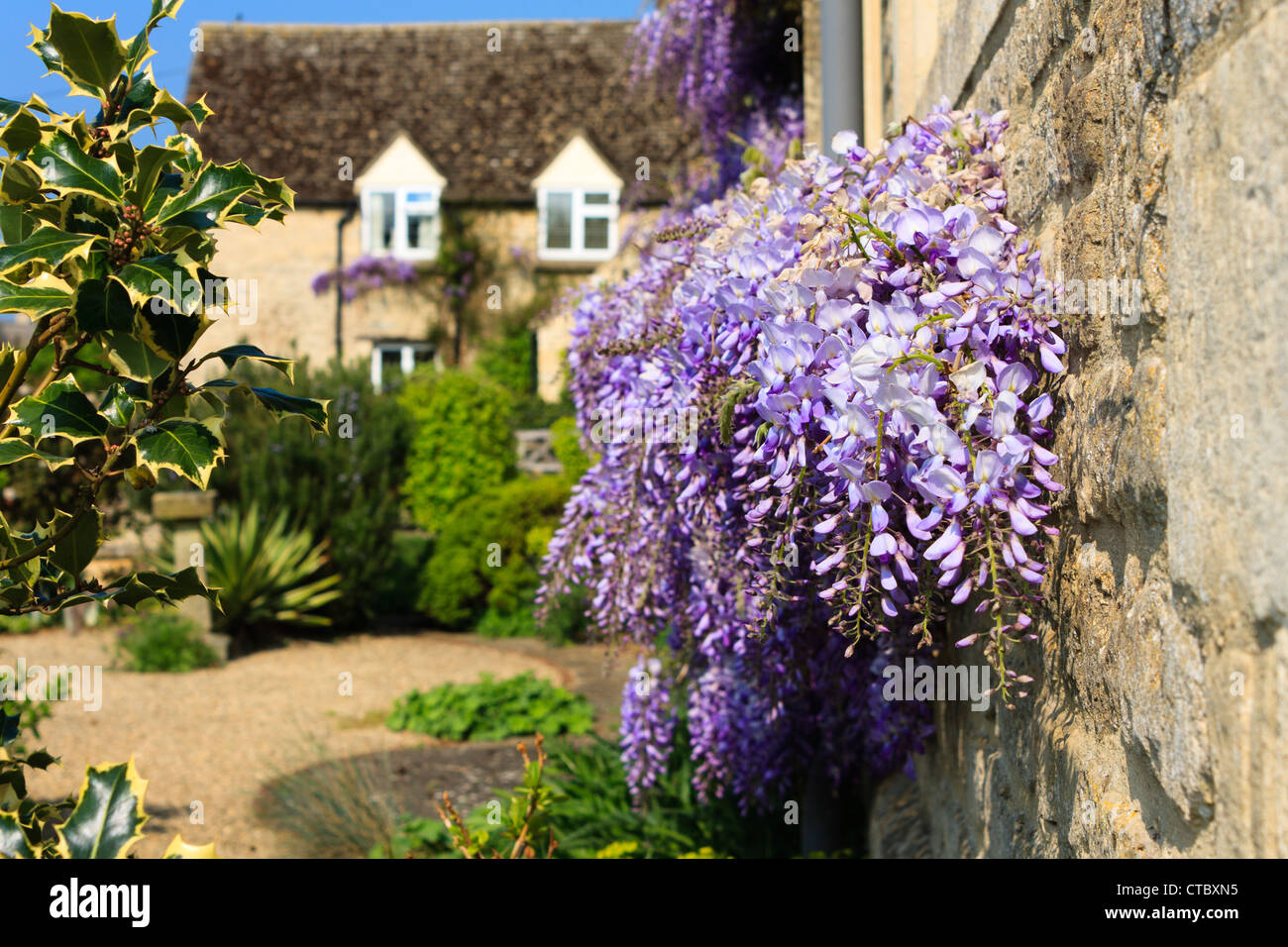 Blühende Glyzinie auf einer Hütte-Wand in einen Garten in der englischen Landschaft im Frühling. Ducklington, England, GB, UK. Stockfoto