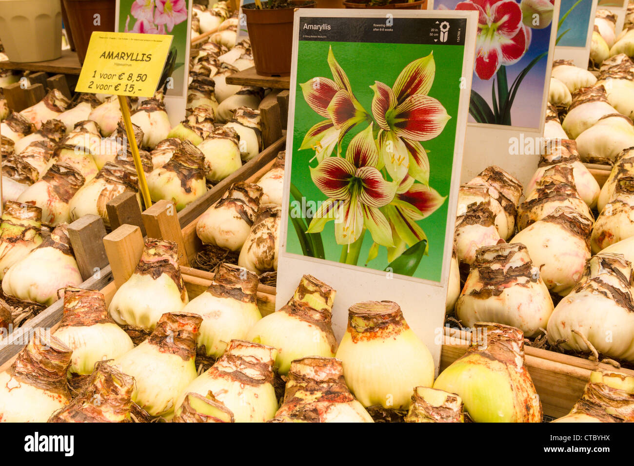 Amaryllis Zwiebeln zum Verkauf an Flower market Stockfoto