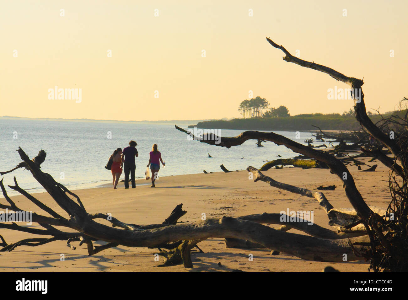 BONEYARD BEACH, BIG TALBOT ISLAND STATE PARK, JACKSONVILLE, FLORIDA, USA Stockfoto