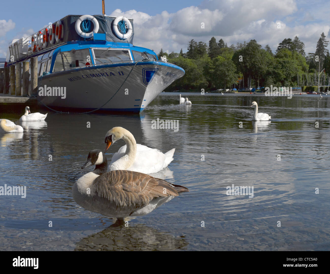Schwäne und Gänse am Seeufer im Sommer Bowness Zu Windermere Cumbria England Vereinigtes Königreich GB Großbritannien Stockfoto