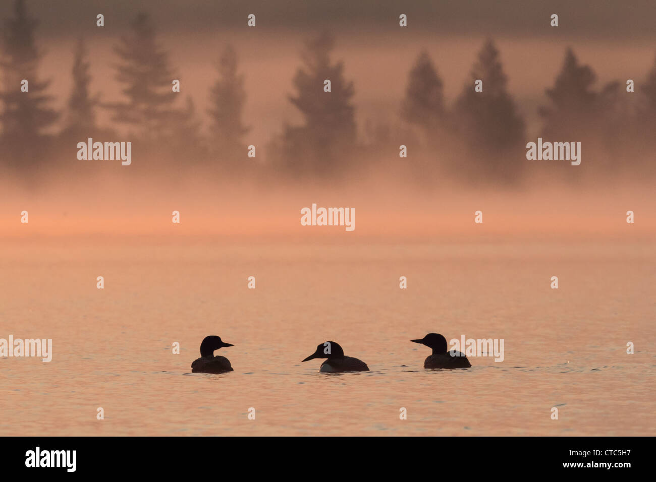 Drei gemeinsame Seetaucher (Gavia Immer) in der Silhouette bei Tagesanbruch an einem nebligen nordamerikanischen See. Stockfoto