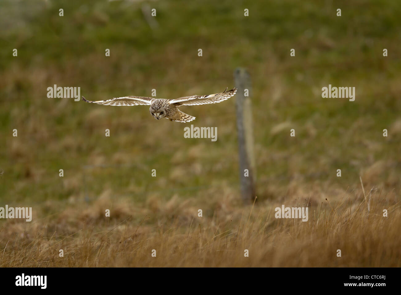 Short eared owl im Flug Jagd Stockfoto