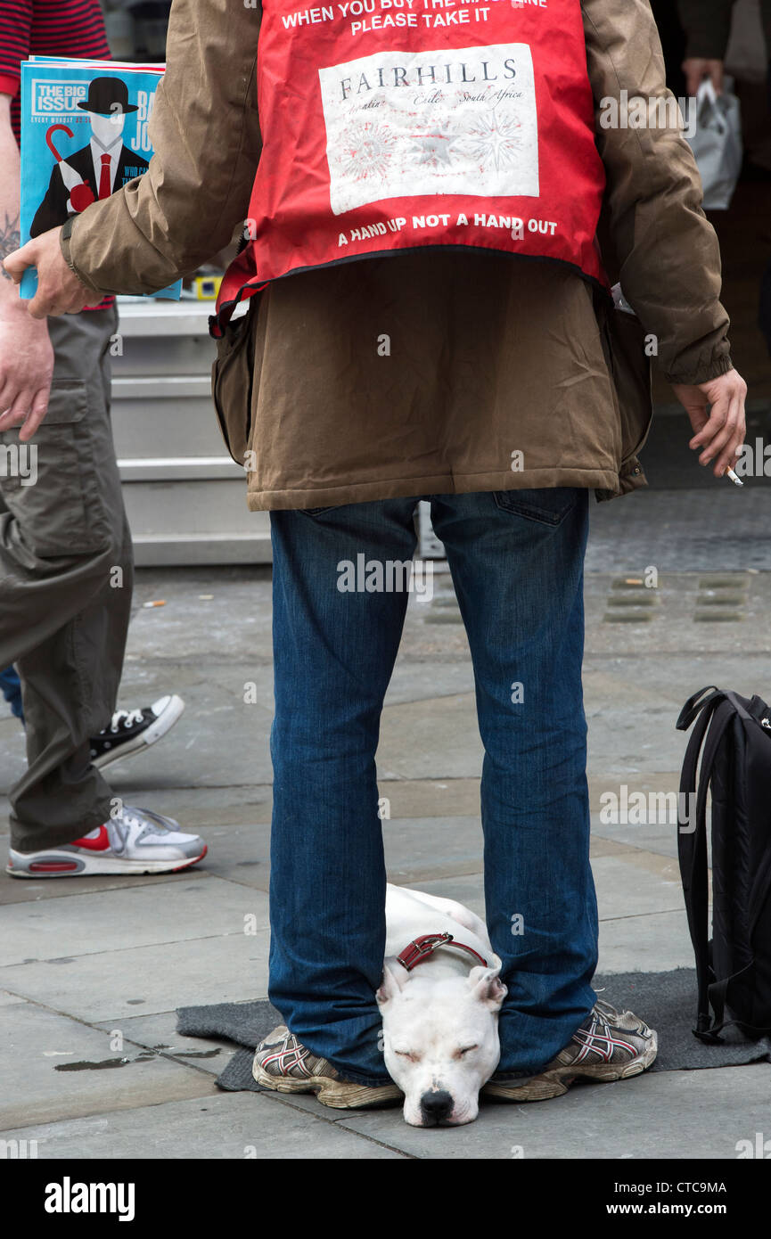 Großes Problem-Verkäufer und seine Staffordshire Bullterrier auf einer Londoner Straße Stockfoto