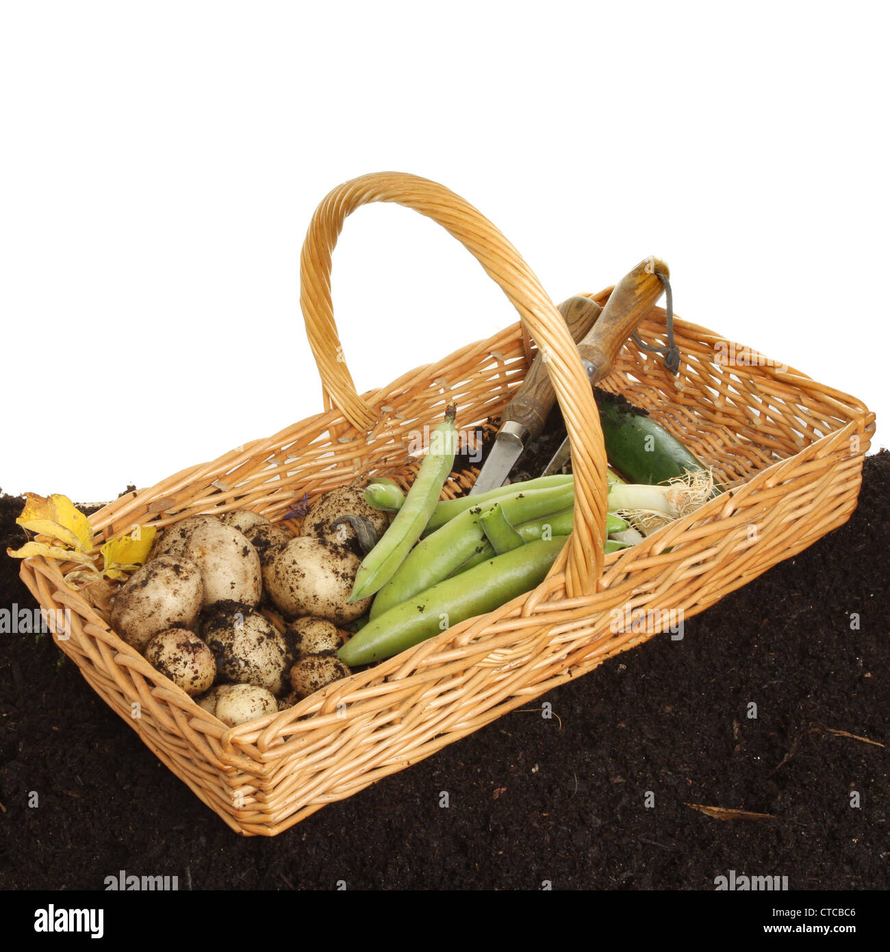 Weidenkorb auf Boden mit einheimische Gemüse und Gartenwerkzeuge Stockfoto