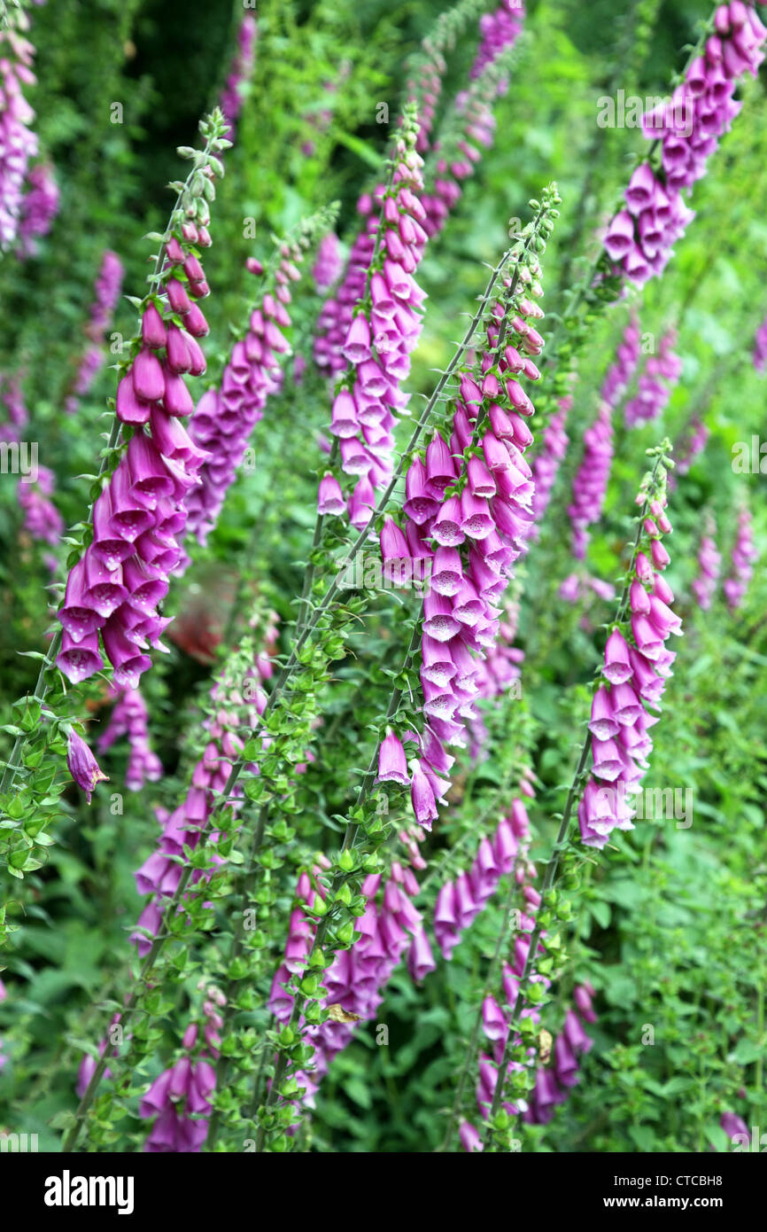 Wilde Fingerhut; Digitalis Purpurea, verwendet in der Behandlung von Herzbeschwerden, wächst in einem irischen Garten Stockfoto