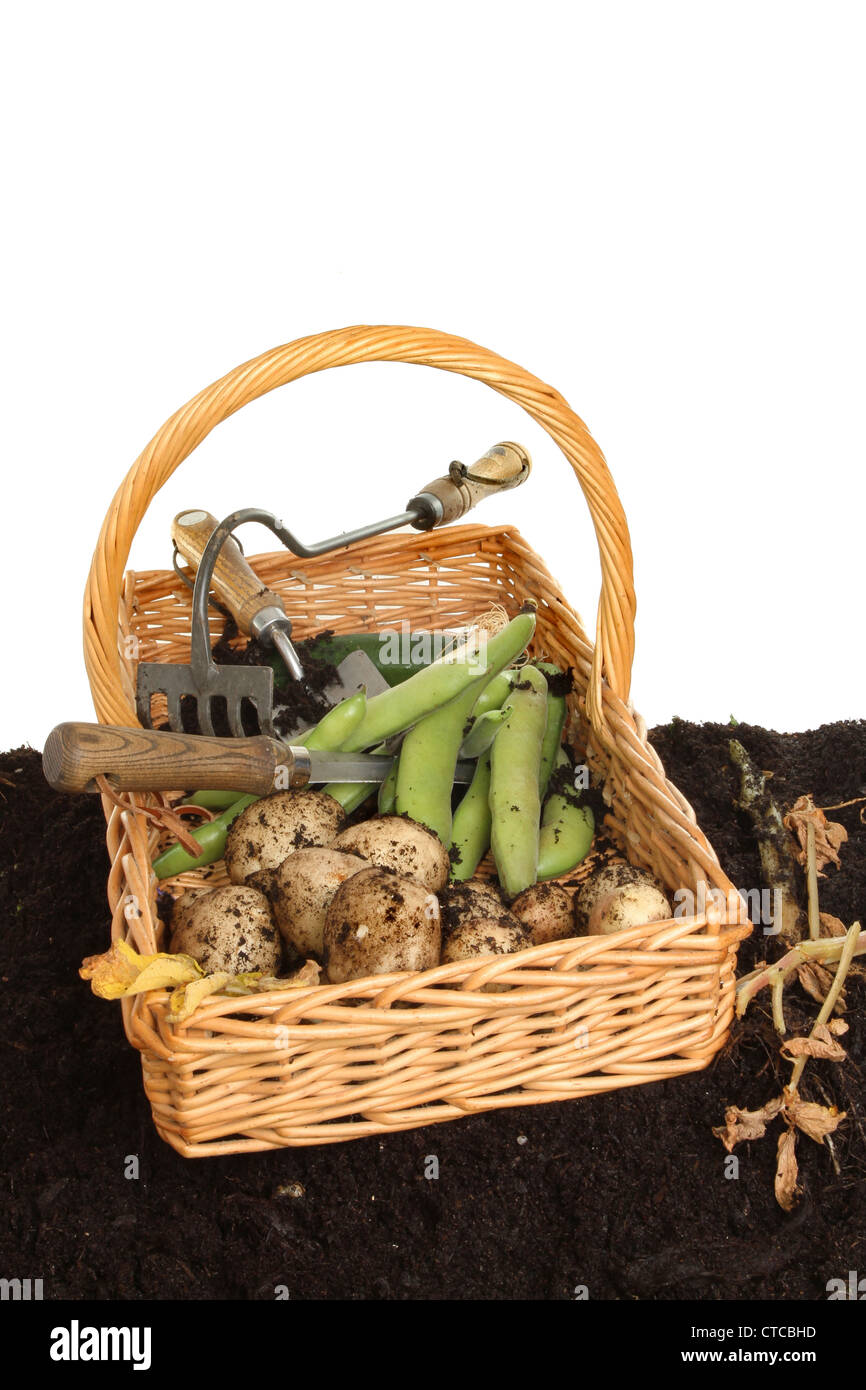 Produkte aus dem Garten geerntet, Dicke Bohnen und Kartoffeln in einem Weidenkorb auf Boden Stockfoto