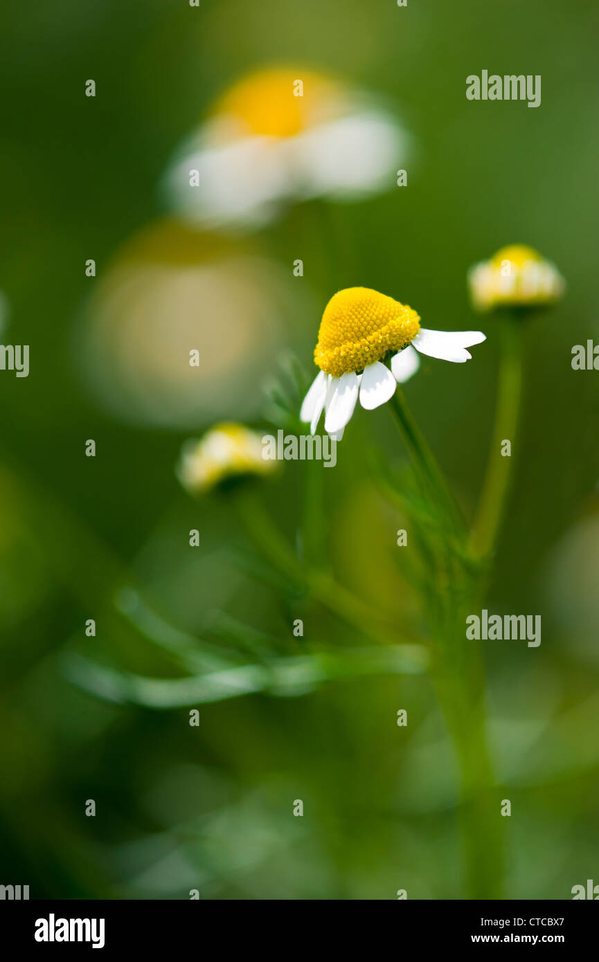 Medizin-Kamille-Blume im Feld Hintergrund. Tiefenschärfe, geringe Schärfentiefe Stockfoto