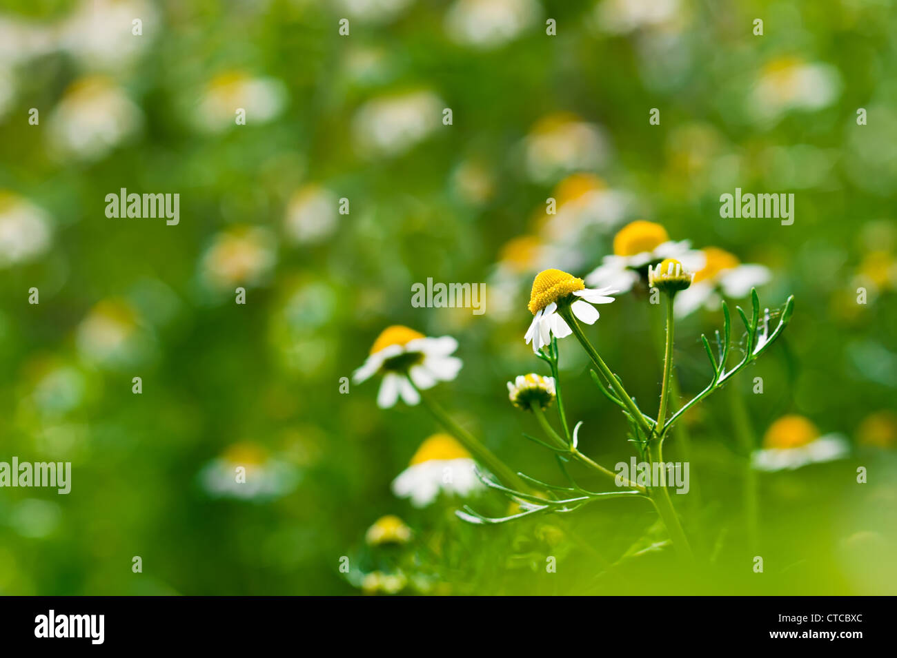 Medizin-Kamille-Blume im Feld Hintergrund. Tiefenschärfe, geringe Schärfentiefe Stockfoto