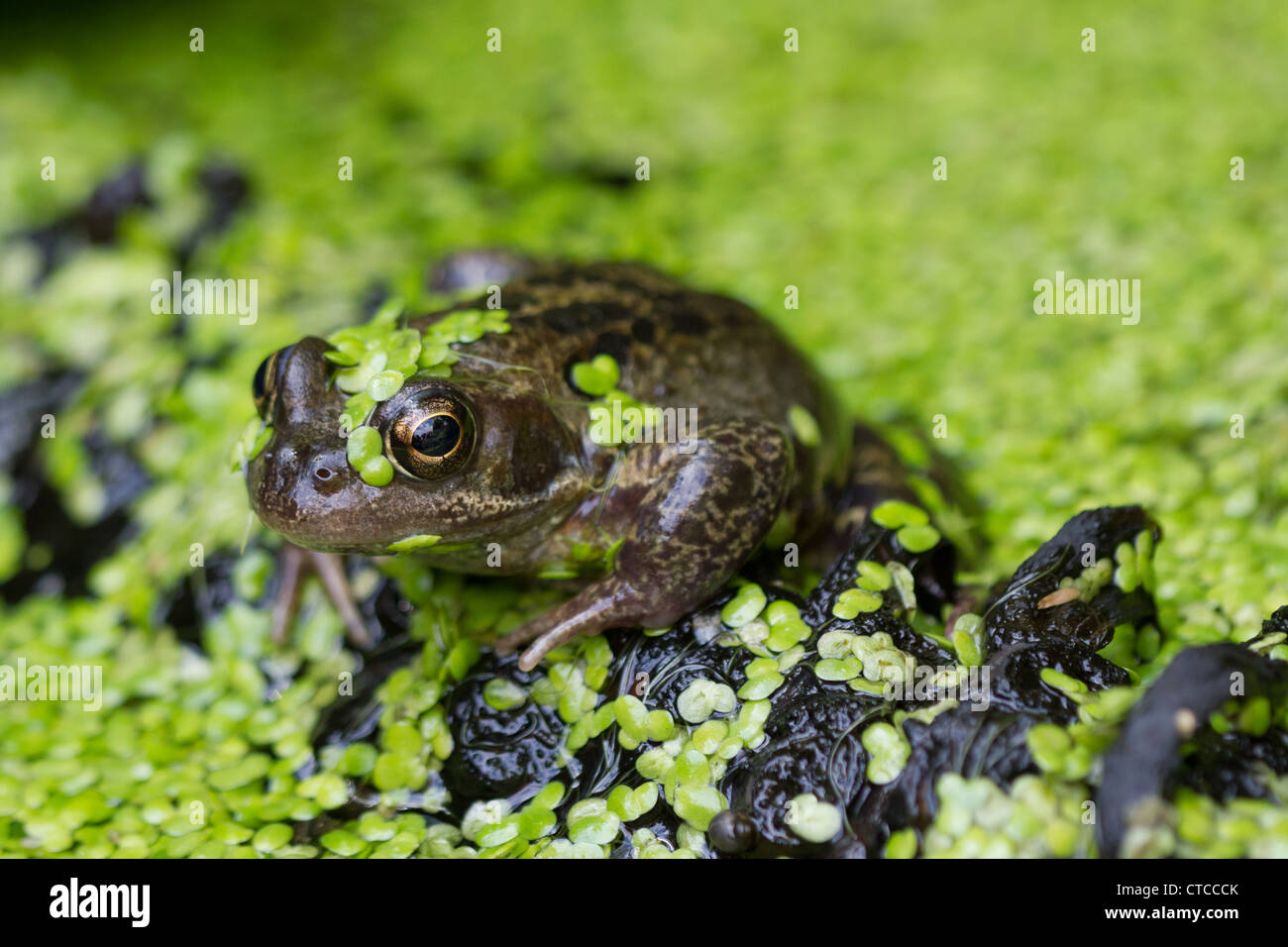 Gemeinsamer Garten Frosch saß auf einem Baumstamm in einem Teich in Laichkräuter abgedeckt Stockfoto