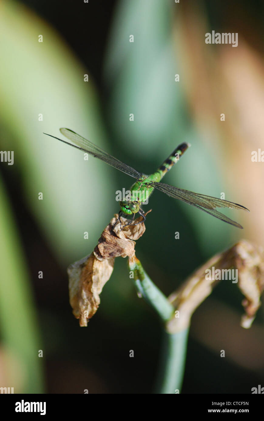 Libelle ruht auf einem Iris-Stiel Stockfoto