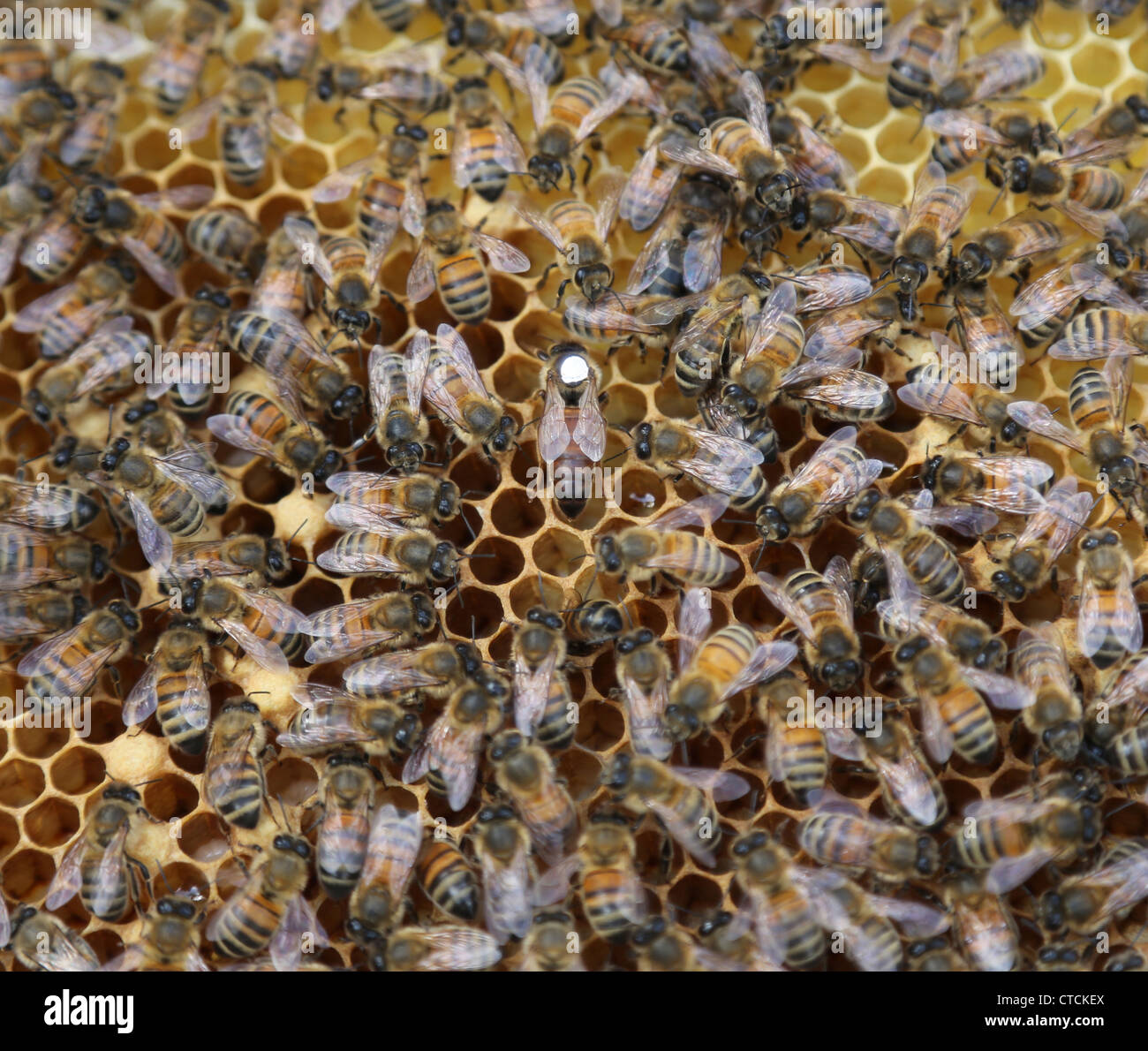 Queen Bee markiert mit weißen auf einen Frame in eine Hive-Farbe von Mark  zeigt das Jahr sie ausgebrütet wurde Stockfotografie - Alamy