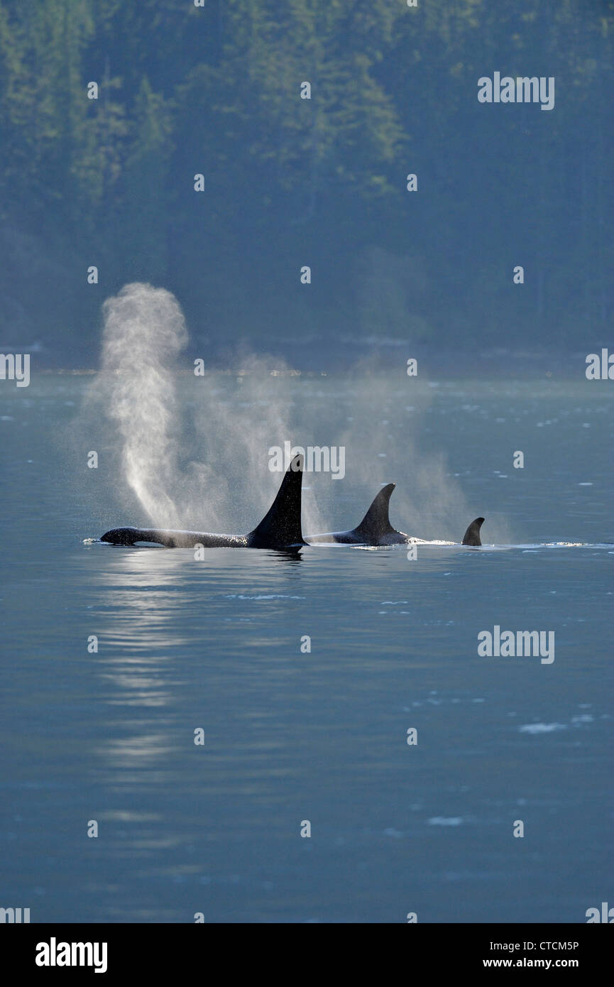 Schwertwal (Orcinus Orca) Resident Pod Sommer Lachs Fütterung Territorium, Johnstone Strait Vancouver Island Stockfoto