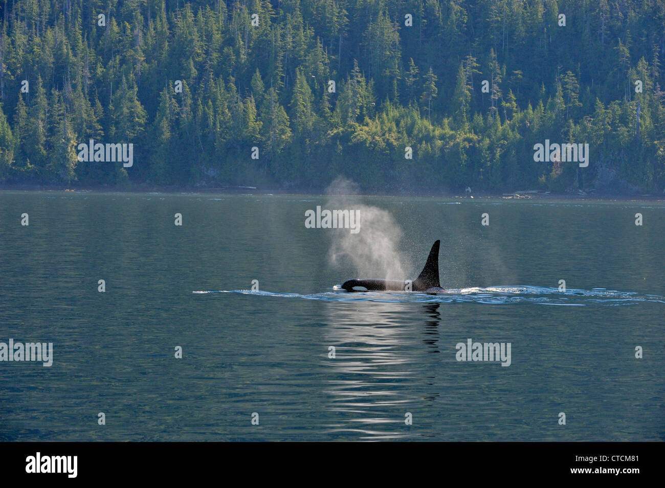 Schwertwal (Orcinus Orca) Resident Pod Sommer Lachs Fütterung Territorium, Johnstone Strait Vancouver Island Stockfoto