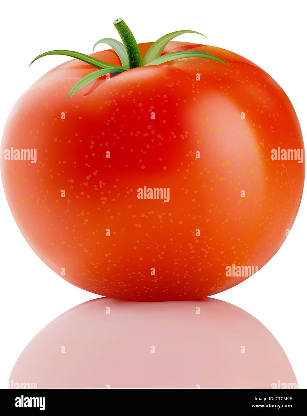 Vektor-Illustration einer frischen reifen roten Fachwerk-Tomate, isoliert auf weiss Stockfoto