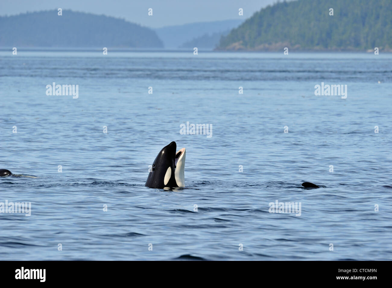 Schwertwal (Orcinus Orca) Spion-hopping Resident Pod Sommer Lachs Fütterung Territorium, Johnstone Strait Vancouver Island Stockfoto