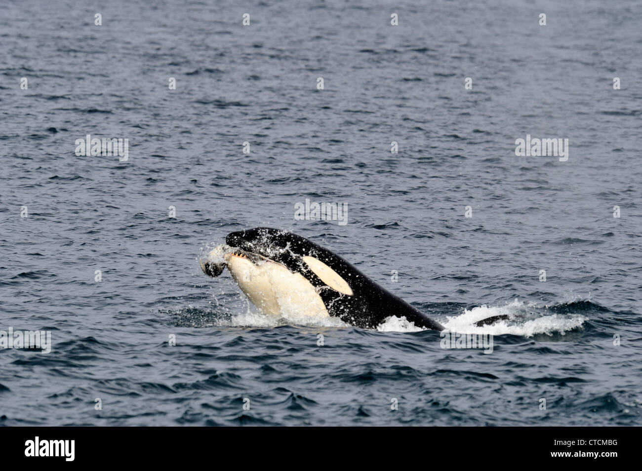 Schwertwal (Orcinus Orca) Spion-hopping Transient pod Sommer Harbor Seal Fütterung Beute Johnstone Strait Vancouver Island Stockfoto