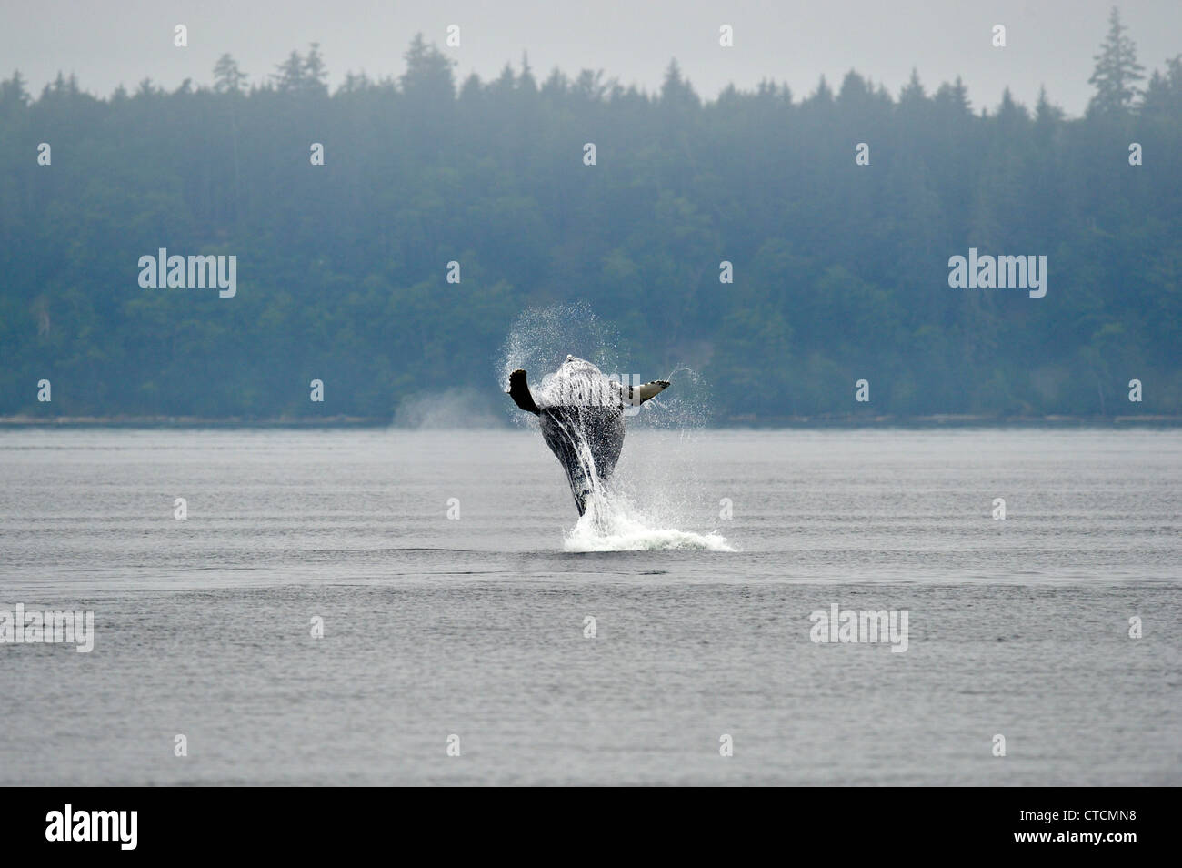 Buckelwal (Impressionen Novaeangliae) Breaching, Blackfish Sound, ist Vancouver, Britisch-Kolumbien, Kanada Stockfoto