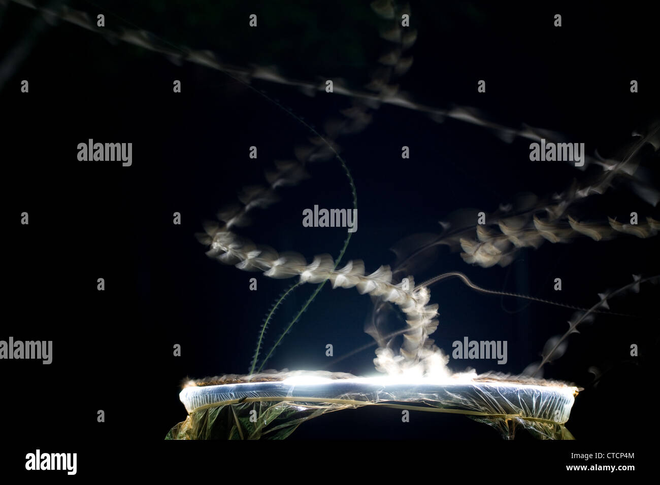 Zeitraffer-Foto - zeigt die Flugmuster von Motten angezogen Bright Licht Stockfoto