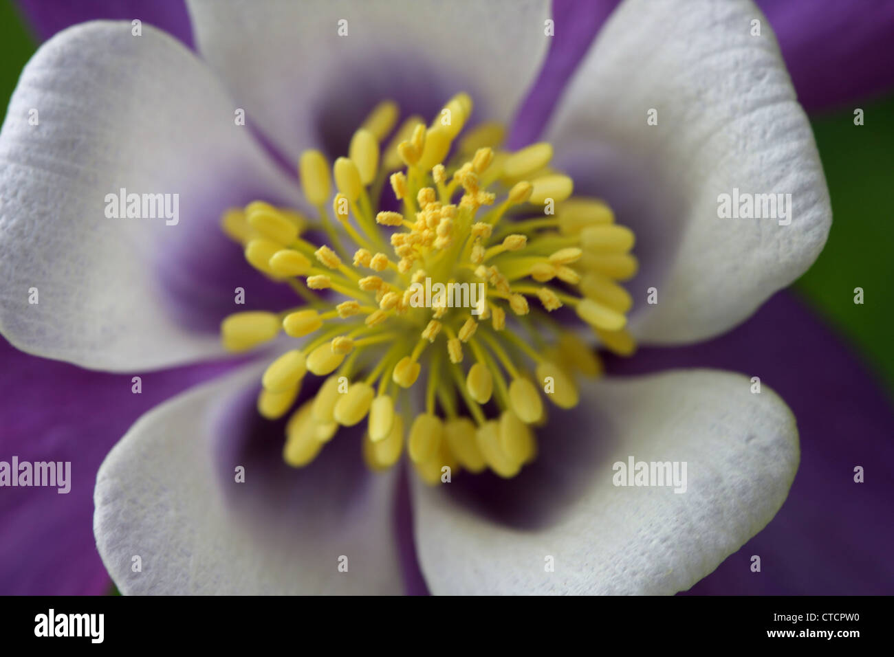 Akelei Blüte Stockfoto