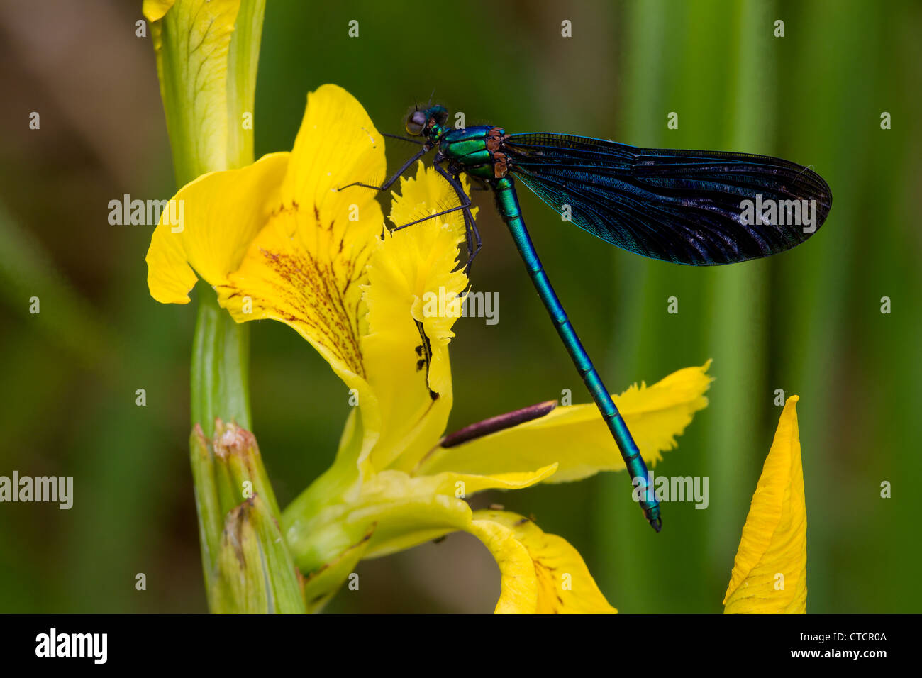 Schöne Prachtlibelle Calopteryx Virgo auf gelbe Flagge Iris Stockfoto