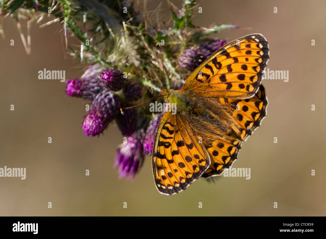 Dunkel grün Fritillary Butterfly, Argynnis aglaja Stockfoto