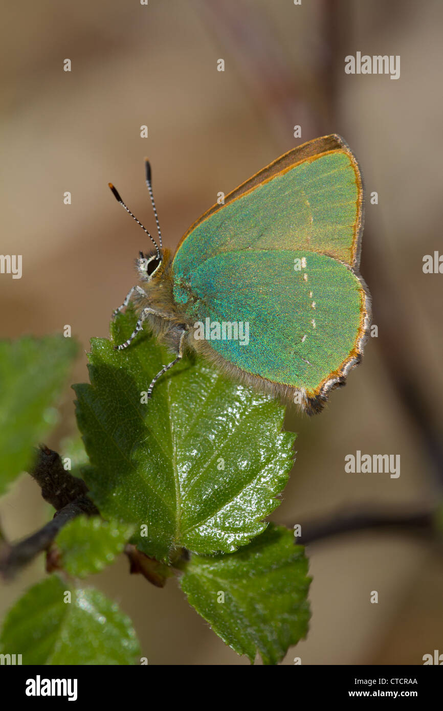 Grüner Zipfelfalter Schmetterling, Callophrys rubi Stockfoto