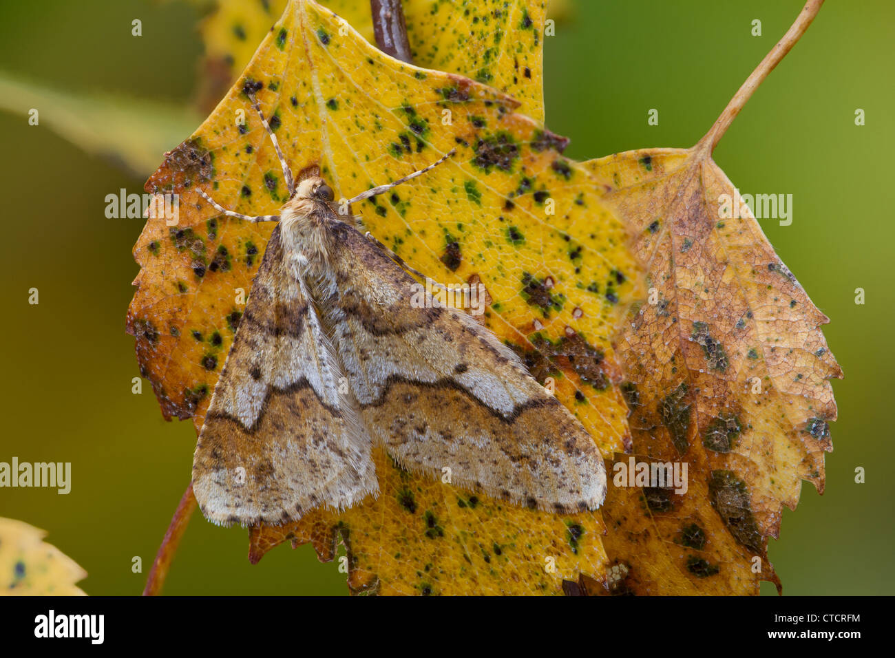 Fleckige Umber Motte, Erannis defoliaria Stockfoto