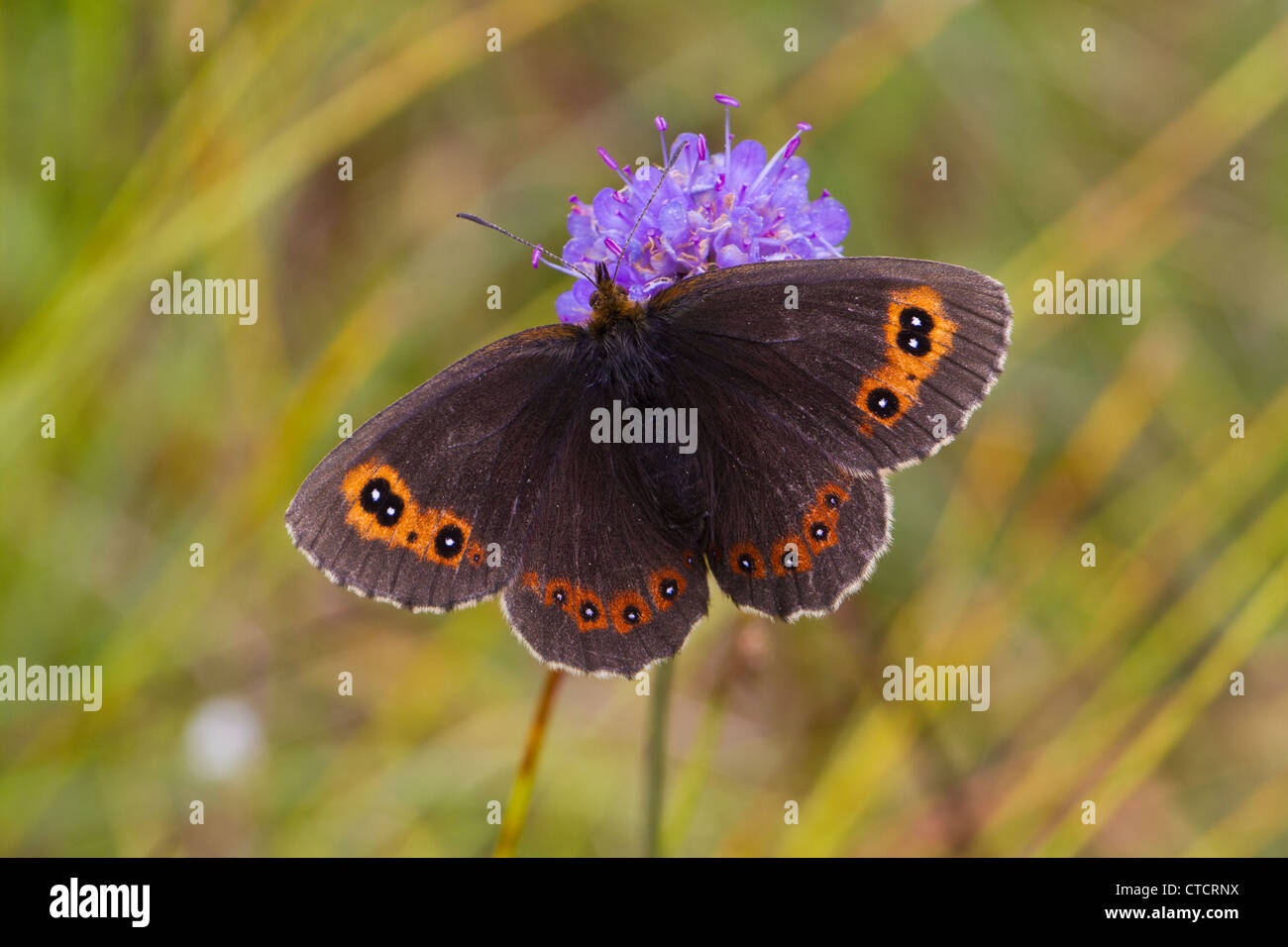 Scotch Argus Schmetterling, Erebia aethiops Stockfoto