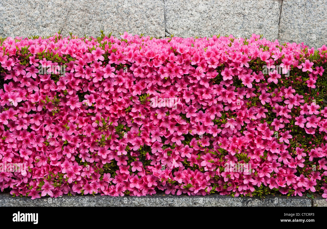 Eine Gartenhecke aus gekippten immergrünen Azaleen (tsutsuji oder japanisches Azaleen) in voller Blüte in Kyoto, Japan, im Frühsommer Stockfoto