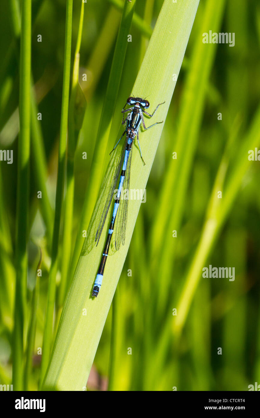 Variable Damselfly, Coenagrion pulchellum Stockfoto