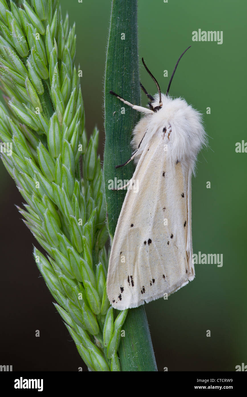 Weiße Hermelin, Spilosoma lubricipeda Stockfoto