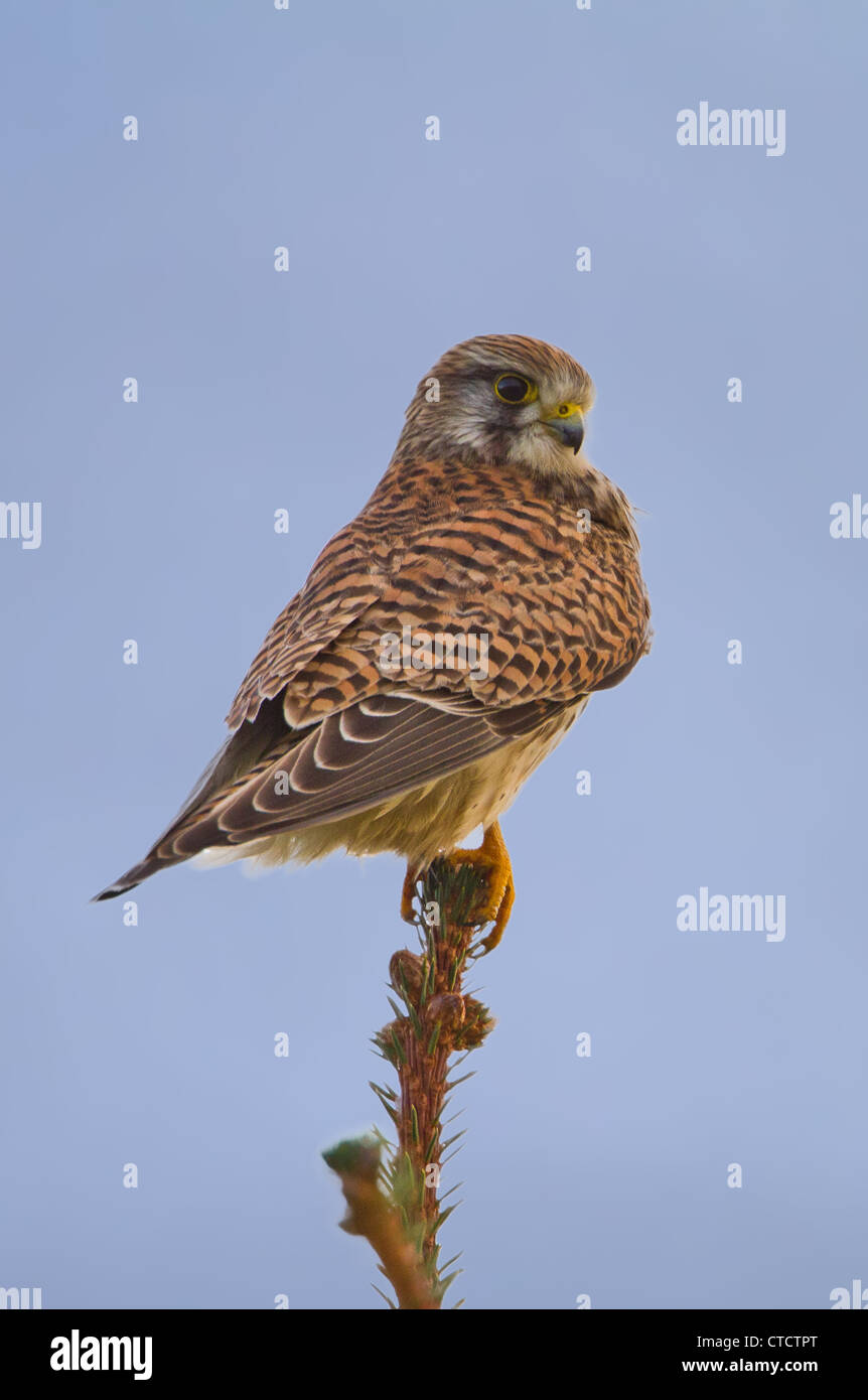 Turmfalken Falco tinnunculus Stockfoto