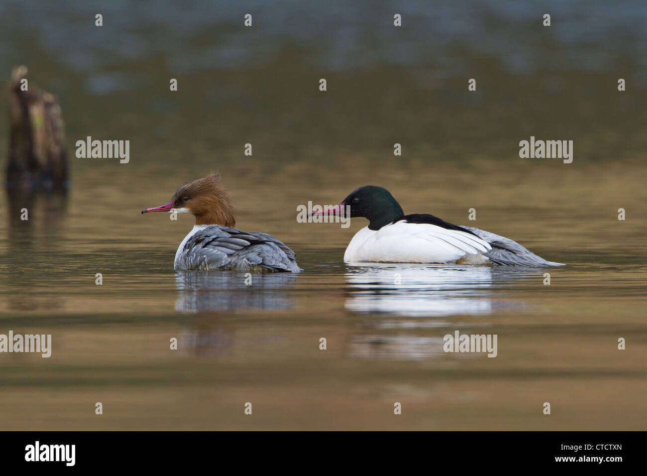 Männliche und weibliche Gänsesäger, Mergus Prototyp Stockfoto