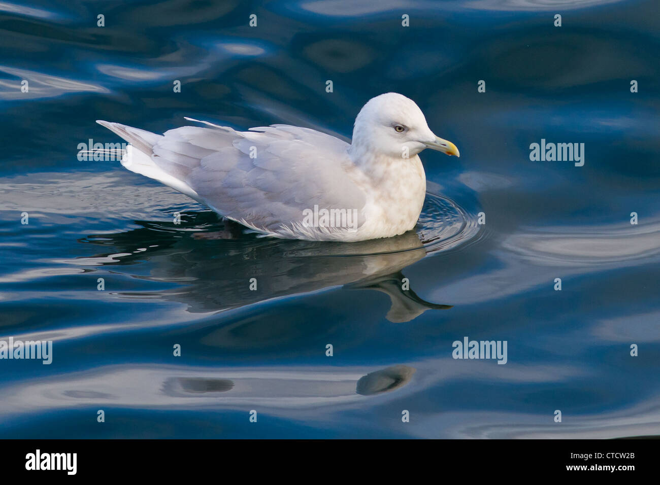 Adult Island Möve, Larus Glaucoides kumlieni Stockfoto