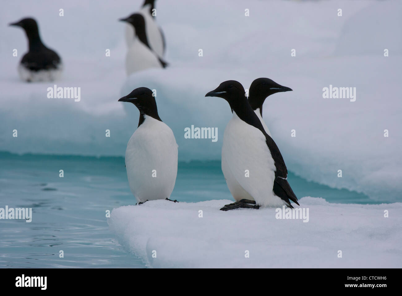 Little Alken (Alle Alle) (aka Dovekie) auf Eisberg, Svalbard (Spitzbergen), norwegische Arktis Stockfoto