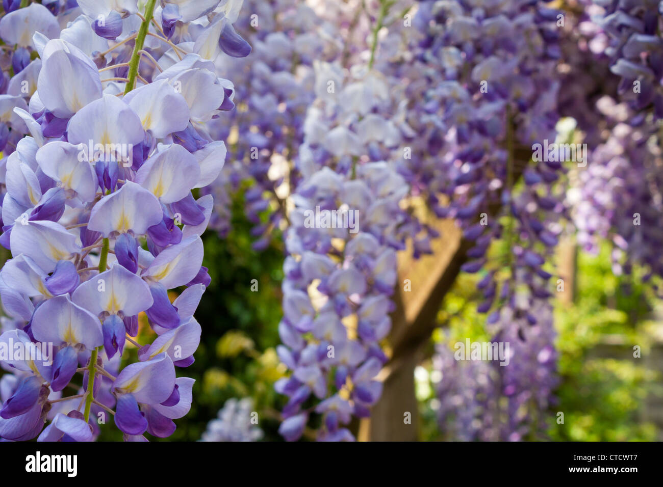 In einem Vorort Garten hängenden Glyzinien. Berkshire, England, GB, UK. Stockfoto