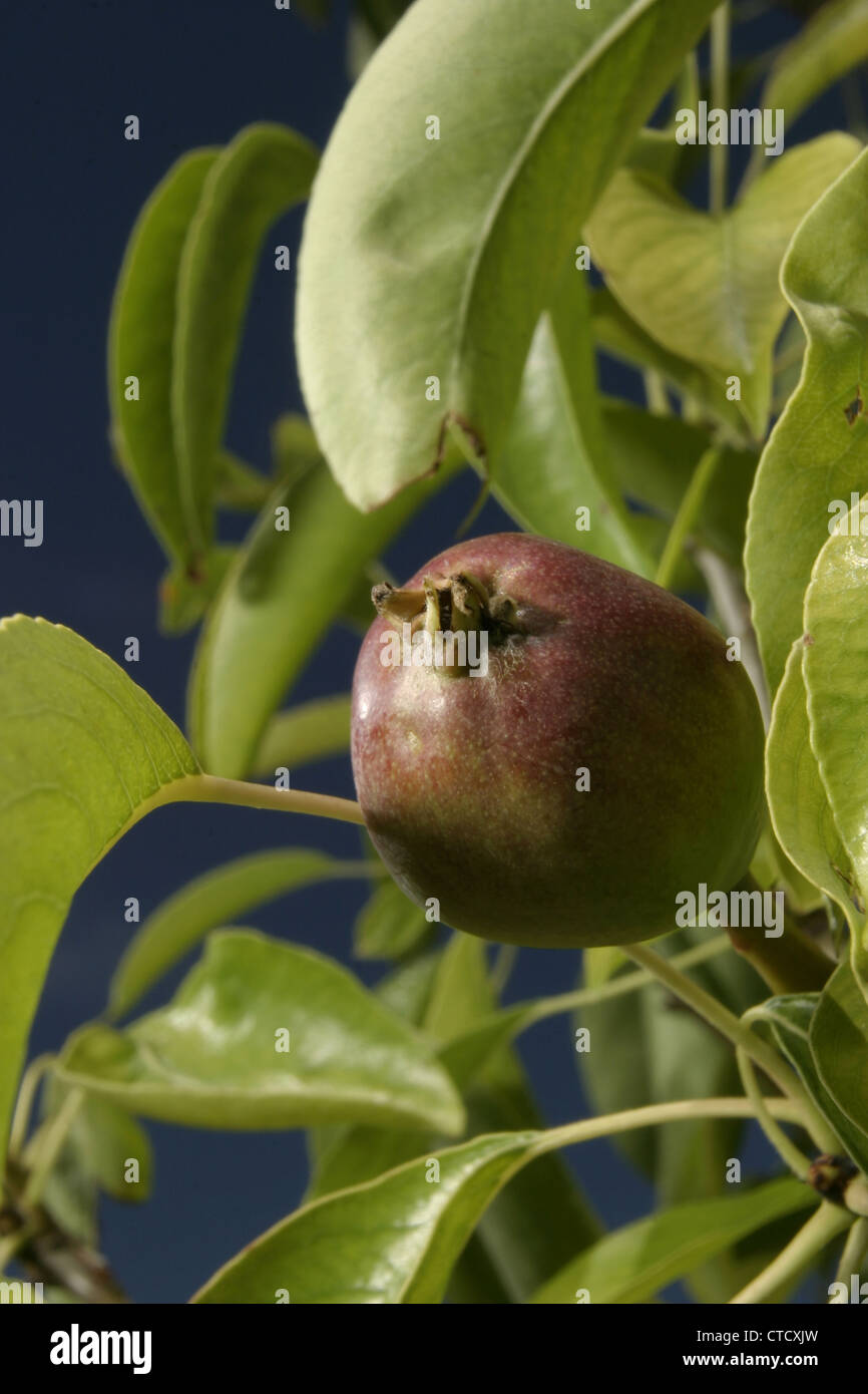 Bild: Steve Race - die Frucht des Baumes Birne (Pyrus Communis), verschiedene 'Flor De Invierno', Katalonien, Spanien. Stockfoto