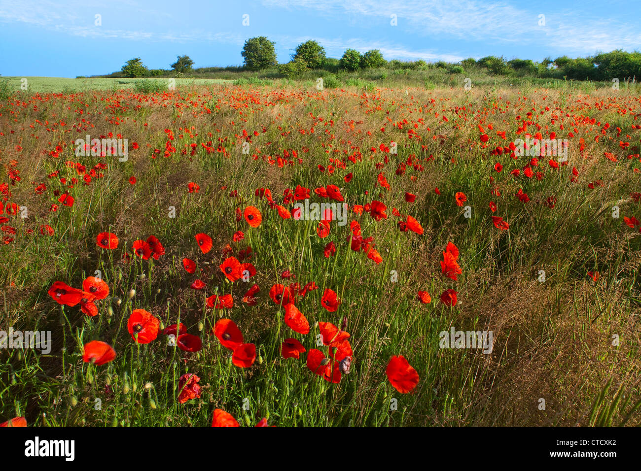Mohn wächst in einem Feld mit einer impressionistischen Stimmung Stockfoto