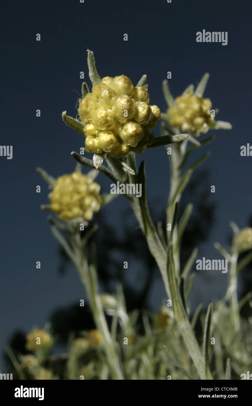 Bild: Steve Race - Curry (Helichrysum unsere oder Helichrysum Angustifolium) Pflanzenbau in Katalonien, Spanien. Stockfoto