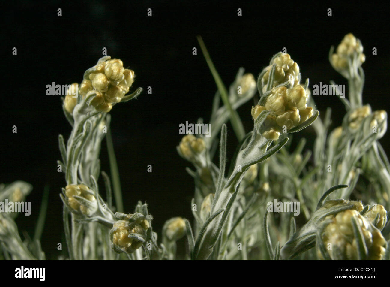 Bild: Steve Race - Curry (Helichrysum unsere oder Helichrysum Angustifolium) Pflanzenbau in Katalonien, Spanien. Stockfoto