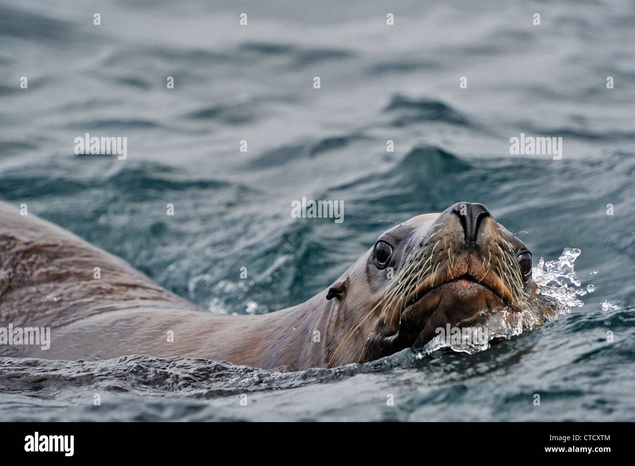 Steller Seelöwe (Eumetopias Jubatus) schwimmen in der Nähe Haulout Zeitpunkt Ashby, Hope Island, ist Vancouver, British Columbia, Kanada Stockfoto