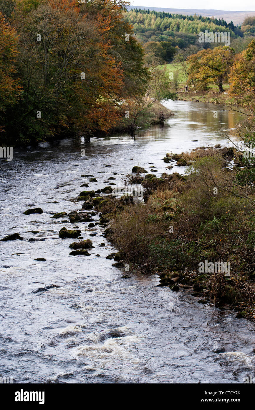Fluß Wharfe in Richtung Barden Turm, Strid Holz, Wharfedale, North Yorkshire Dales Stockfoto
