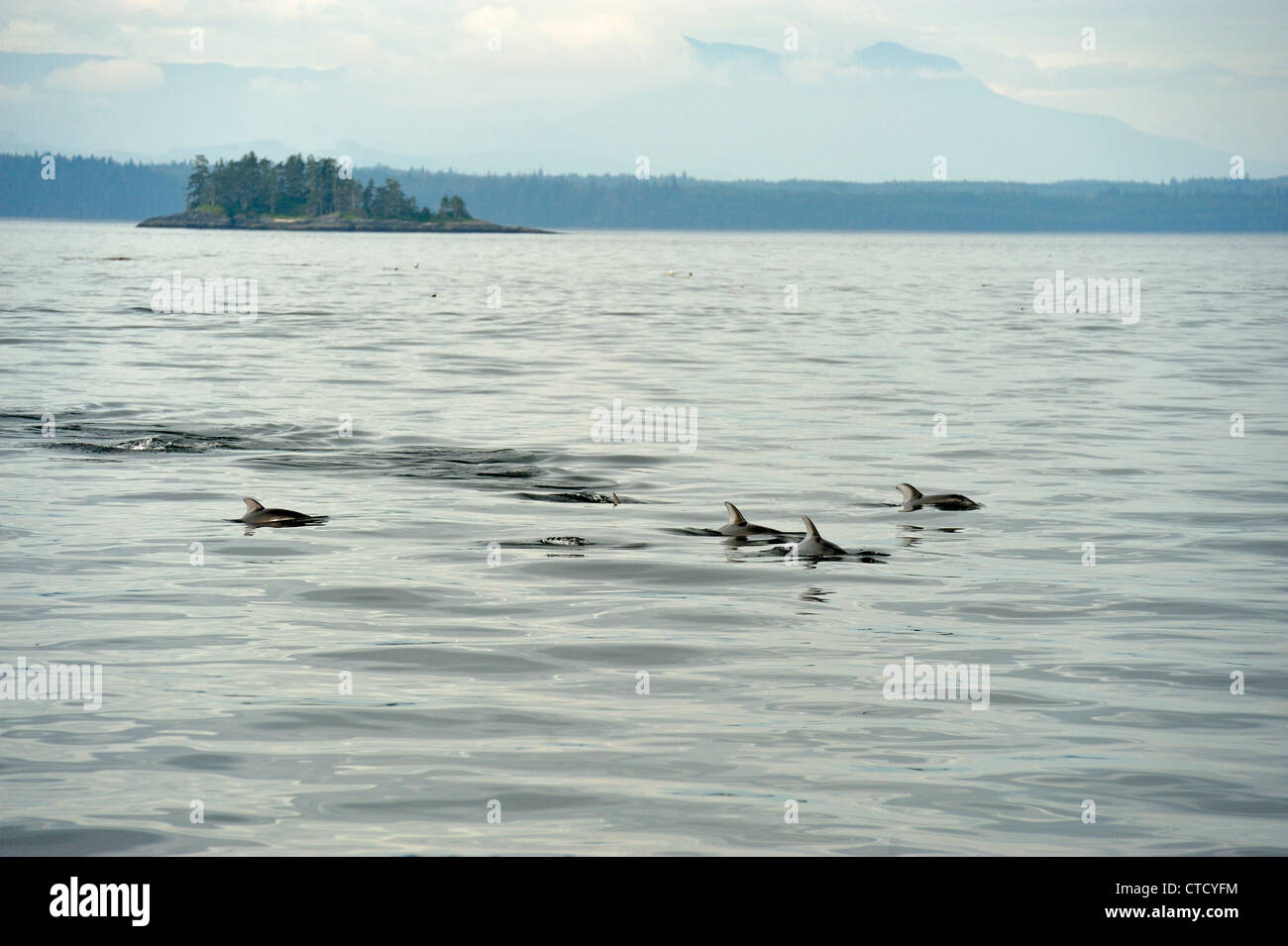 Weißstreifendelfin (Lagenorhynchus obliquidens) in Blackfish Sound, Vancouver Island, British Columbia, Kanada Stockfoto