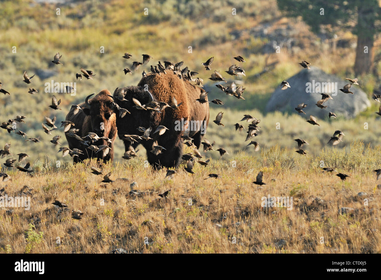 Amerikanische Bisons (Bison Bison) Personen mit Stare auf dem Rücken, Yellowstone-Nationalpark, Wyoming, USA Stockfoto