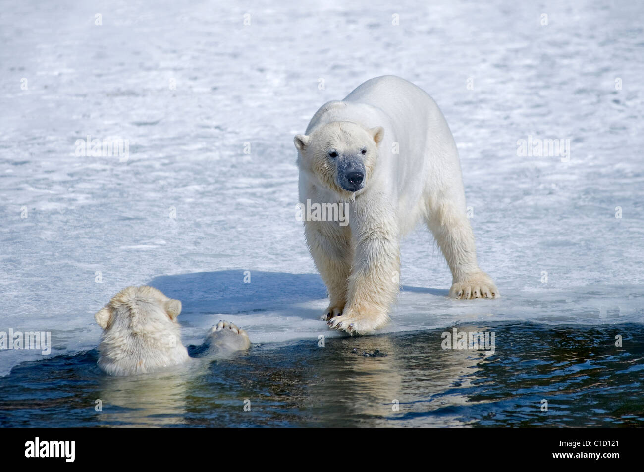 Eisbär in seinem Hoheitsgebiet Stockfoto